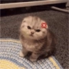 Meong  23