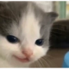 Meong  11