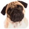 PUGS DOGS 11