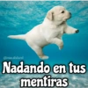 Memes de Perros 2🐶😂 8