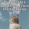 Michis Para Ti pt.12🐱❤️ 7