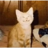 Кошка 12