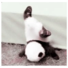 Animales 29