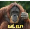MONKEYS 8