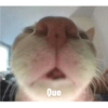 Кошка 9