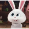 Coelhinho pets 7