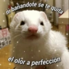 ni bañandote se te quita
el olor a perfección