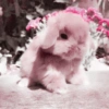 Animales 5