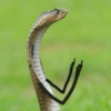 Cute snake 10