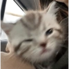 Meong  28