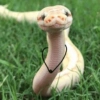 Cute snake 19