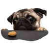 PUGS DOGS 12
