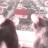 ㅡ  animalitos ♡ 14
