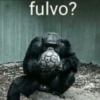 fulvo?