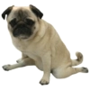 PUGS DOGS 9