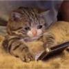Кошка 7