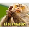 MONKEYS 15
