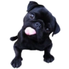 PUGS DOGS 14