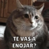 Michis Para Ti pt.5🐱❤️ 9
