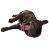 PUGS DOGS 7