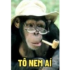 MONKEYS 12