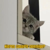 Memes Michis ✨😻 11
