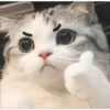 Meong  21