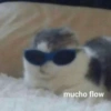 Meemes de animalitos 🥵✨ 10