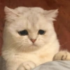 MEMES GATITOS 18😍 15