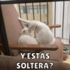 Michis Para Ti pt.12🐱❤️ 3