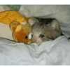 Плачущие кошки 14