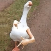 🦆PATOS 🦆 20