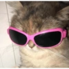 Dogs and cats memes 5