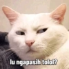 lu ngapasih tolol?