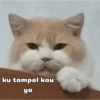 ku tampol kau ya 7