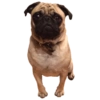 PUGS DOGS 15