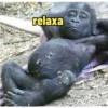 MONKEYS 5