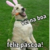 véi na boa
feliz páscoa!