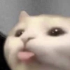 Mood de gatitos 🐱❤️ 5