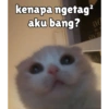 Kucing unyu💕 16