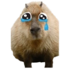 Capivara 👀 12
