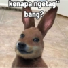 kenapa ngetag"
bang?