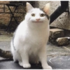 KUCINGABLE 13