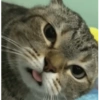 Meemes de animalitos 3🥵✨ 9