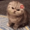 Cutie cat 13