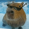 Capivara 👀 6