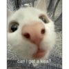 can i get a kiss?