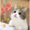 Cat heart memes 9