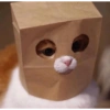 Kucing prik 10