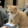 Dogs and cats memes 7